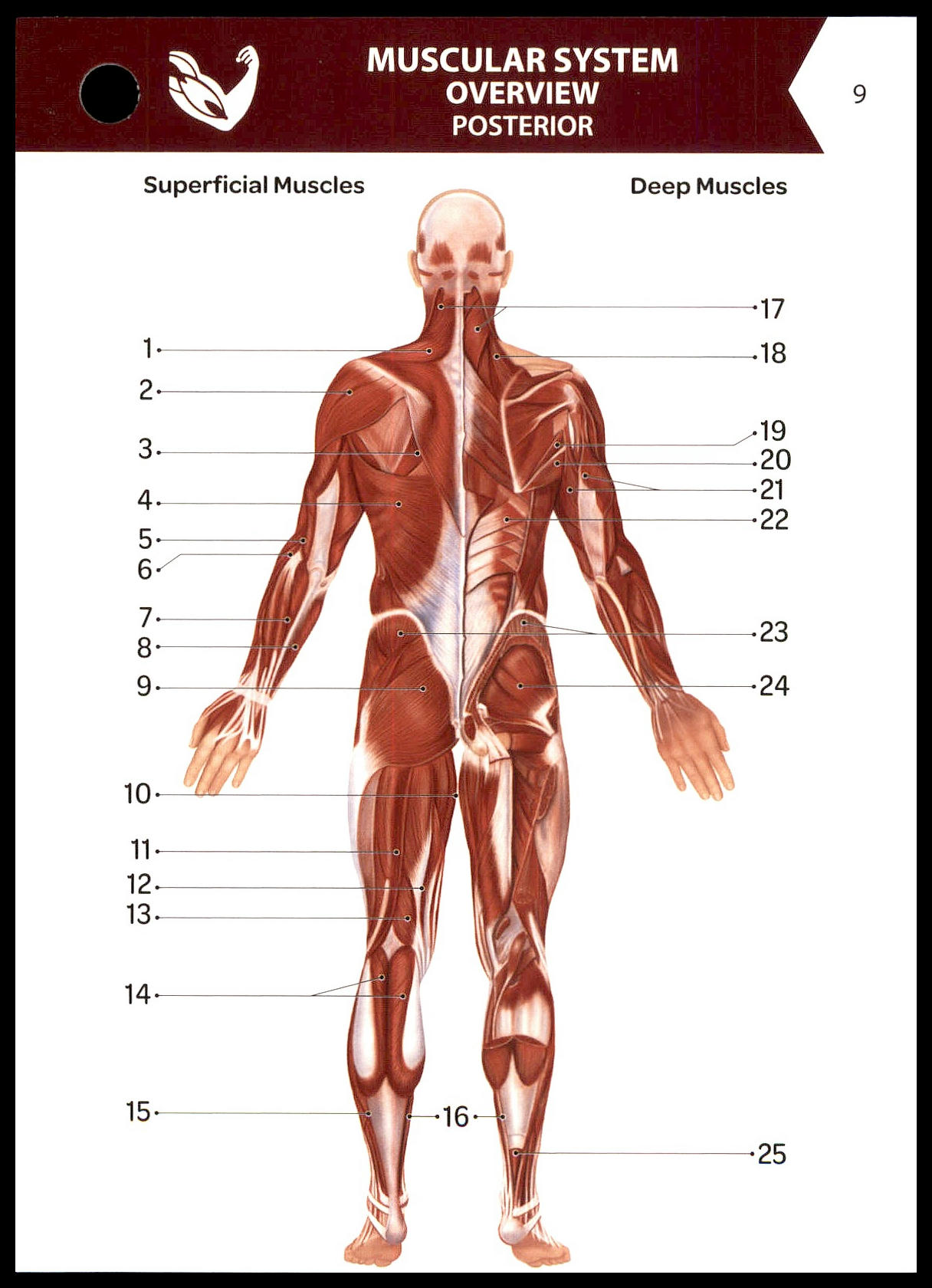 <p>What is Label 9 on Flashcard 9 (Muscular System Overview Posterior)?</p>