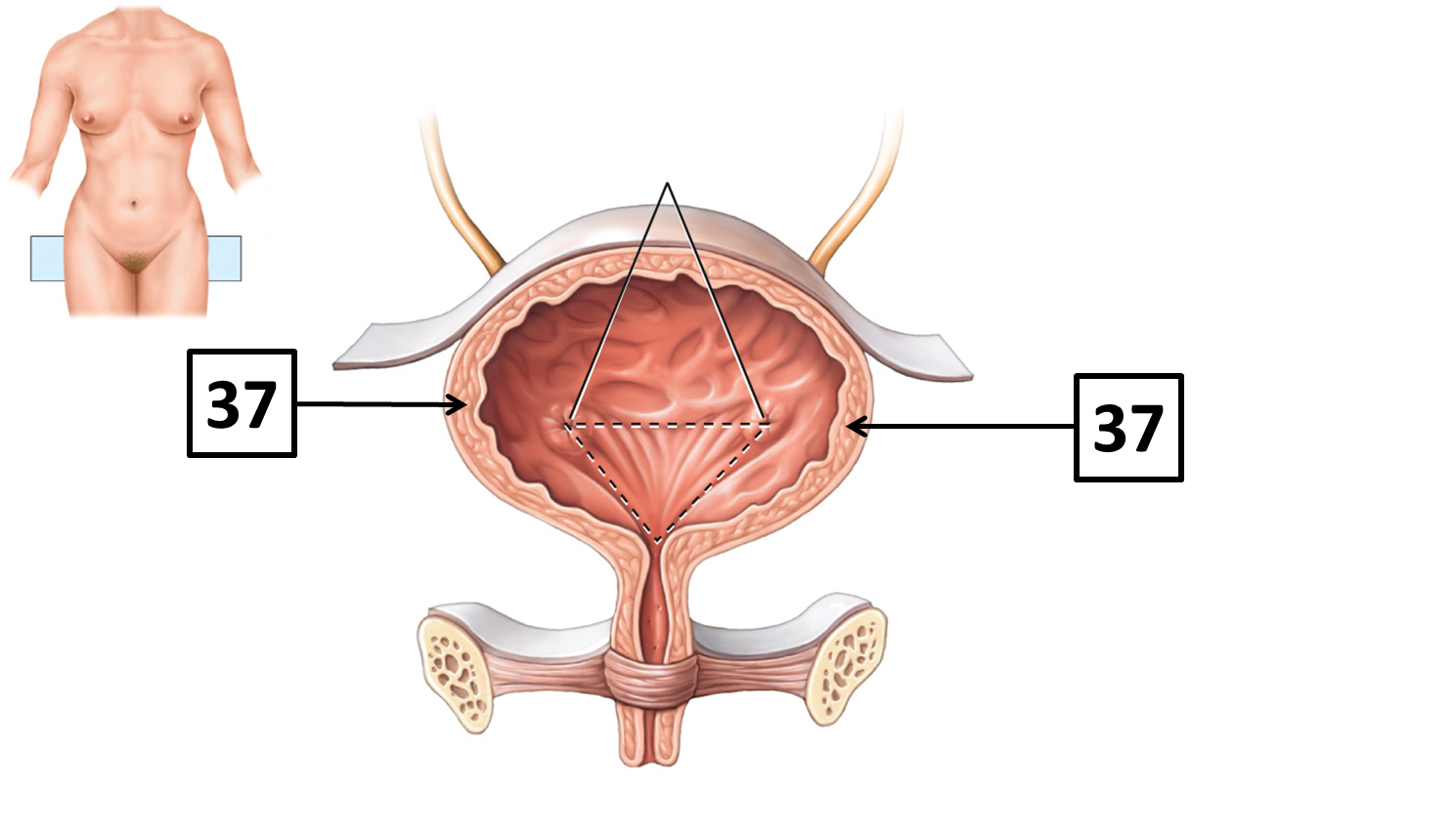 <p>Name and function </p>