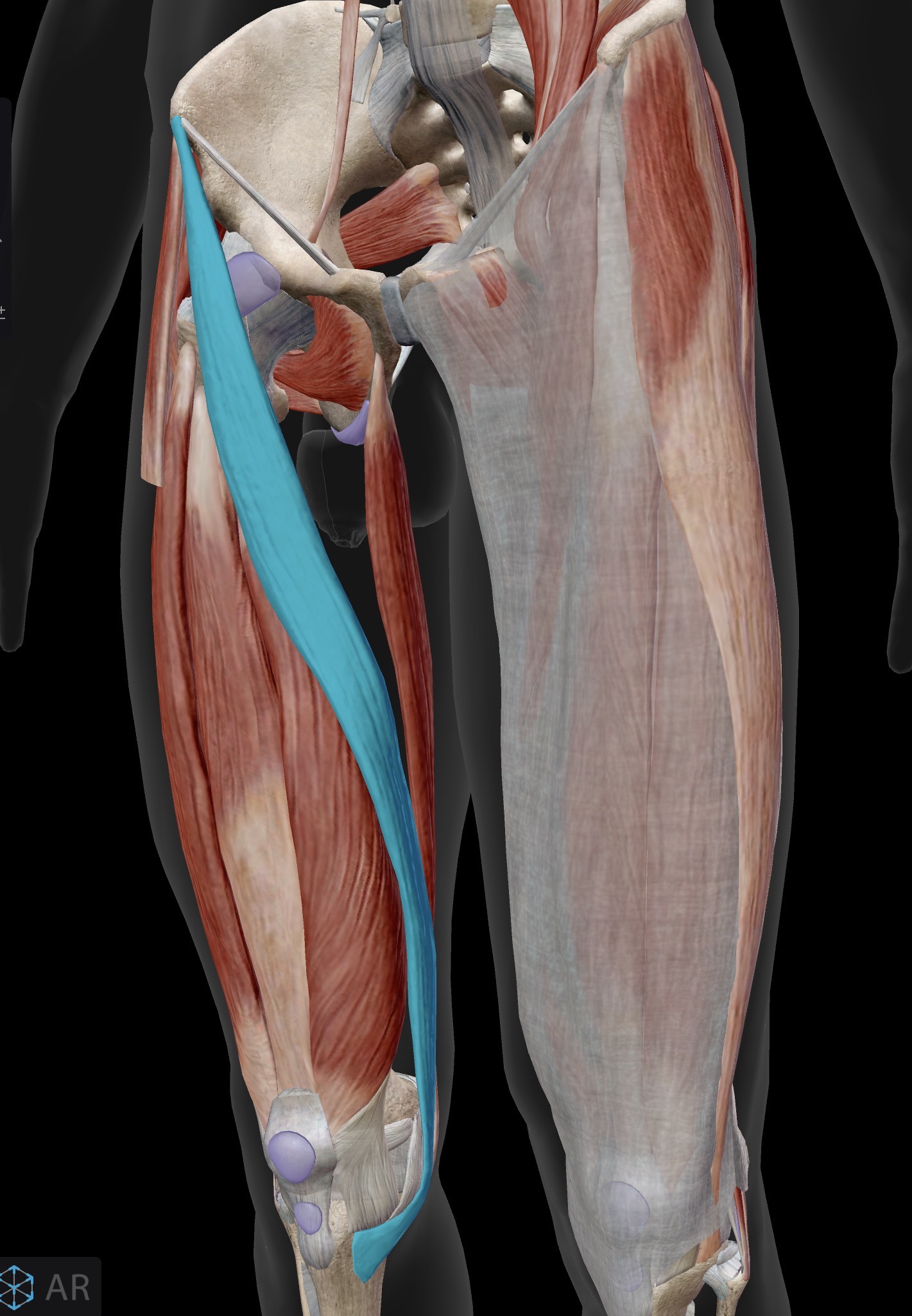 <p>Name the muscle and corresponding letter ( O = origin, I = insertion, A = actions, IN = innervation)</p><p>O</p><p>I</p><p>A</p><p>IN</p>