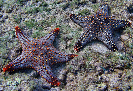 <p>What class of Echinoderm is this?</p>