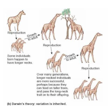 <p>Some individuals that are born with a certain trait are more likely to survival in a certain environment and thus pass them forward to their offspring</p>