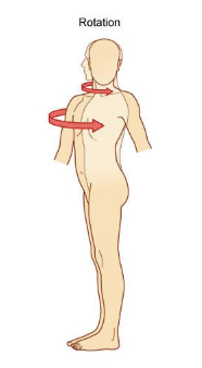 <p>twist from anatomical position </p>