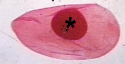 <p>Identifique </p>