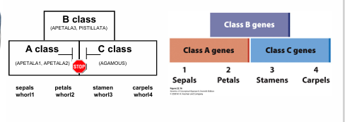 <p>Class A= whorl 1 sepal and whorl 2 petal</p><p>Class B= whorl 2 petal and whorl 3 stamen</p><p>Class C= whorl 3 stamen and whorl 4 carpel</p>