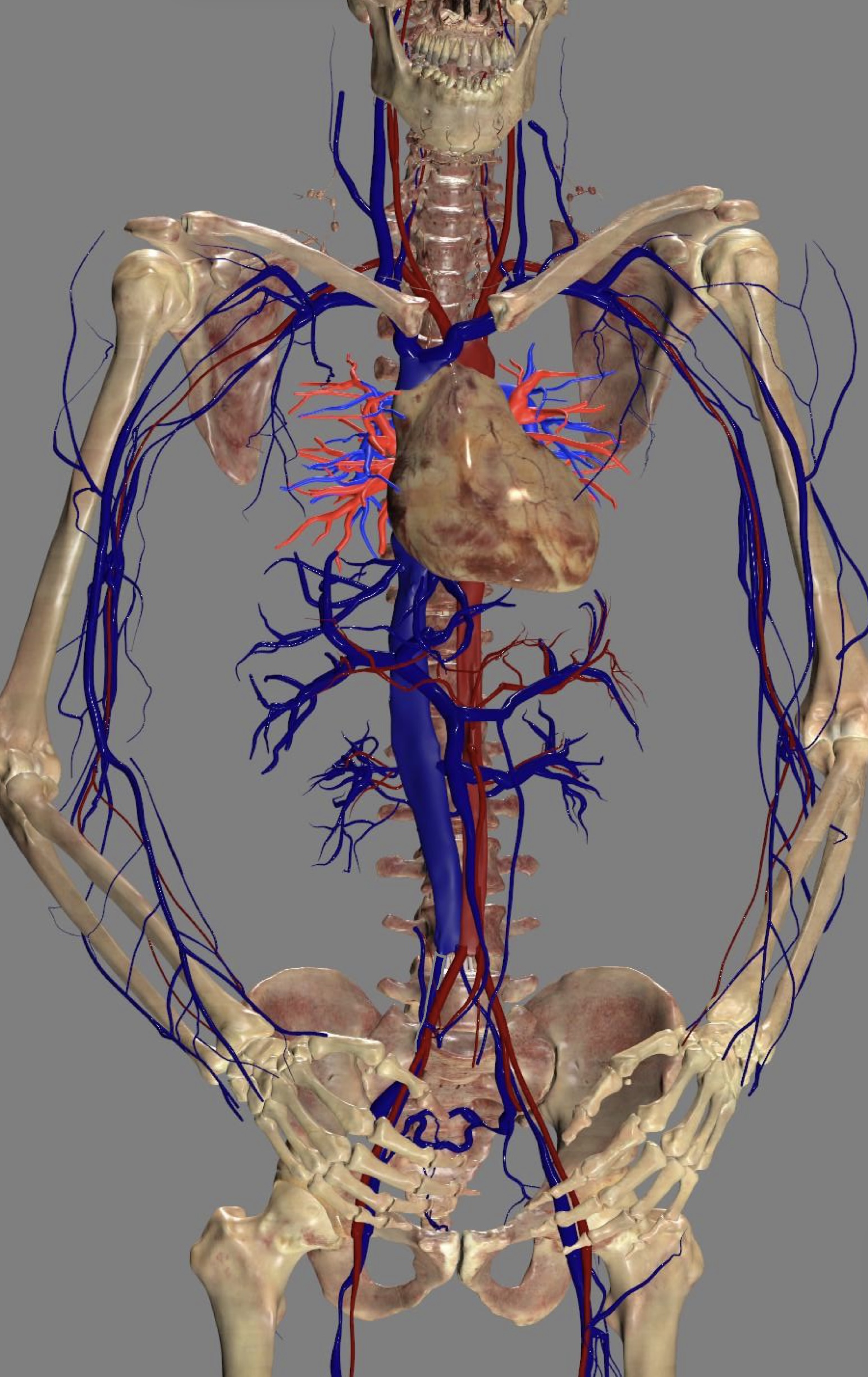 <ul><li><p>inferior vena cava</p></li></ul><p></p>