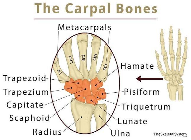 <p>8 cubodial bones.</p>