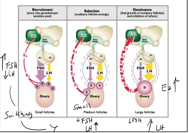 <p><span><strong>A. Recruited Follicles</strong></span></p><ul><li><p><span><strong>Highly dependent on FSH</strong></span></p></li><li><p><span>FSH stimulates:</span></p><ul><li><p><span>Granulosa cell mitosis</span></p></li><li><p><span>Aromatase expression</span></p></li><li><p><span>Early estrogen production</span></p></li></ul></li><li><p><span>LH is <strong>less important</strong> but still needed for testosterone production.</span></p></li></ul><p><span><strong>B. Selected Follicles</strong></span></p><ul><li><p><span>Begin shifting from <strong>FSH</strong></span><span style="font-family: "Cambria Math";"><strong>‑</strong></span><span><strong>dependent → LH</strong></span><span style="font-family: "Cambria Math";"><strong>‑</strong></span><span><strong>dependent</strong></span></p></li><li><p><span>Why?</span></p><ul><li><p><span>FSH increases <strong>LH receptors</strong> on granulosa cells.</span></p></li></ul></li><li><p><span>Estrogen production increases.</span></p></li><li><p><span>Inhibin begins to rise → suppresses FSH.</span></p></li></ul><p><span><strong>C. Dominant Follicle</strong></span></p><ul><li><p><span><strong>Strongly LH</strong></span><span style="font-family: "Cambria Math";"><strong>‑</strong></span><span><strong>dependent</strong></span></p></li><li><p><span>Minimal reliance on FSH.</span></p></li><li><p><span>Produces:</span></p><ul><li><p><span>Very high estrogen</span></p></li><li><p><span>Very high inhibin</span></p></li></ul></li><li><p><span>Inhibin suppresses FSH → prevents new follicles from rising.</span></p></li></ul><p></p>