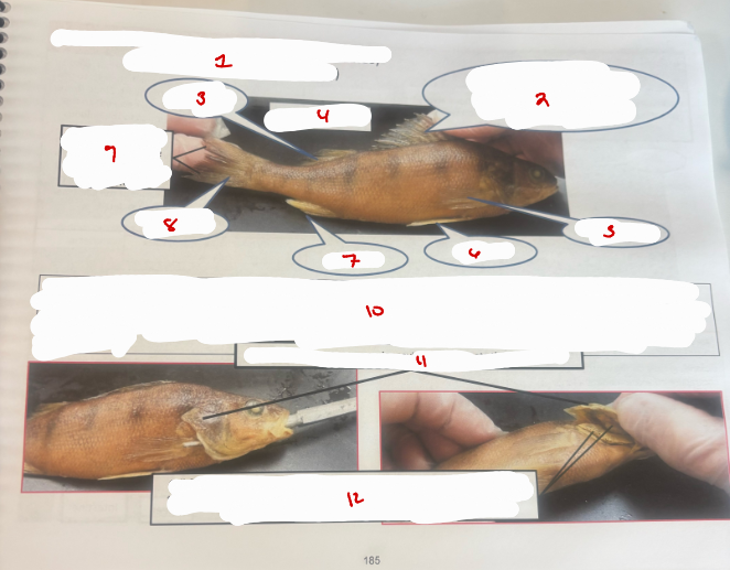 <p>Superclass Gnathostomata 3</p>