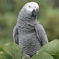 <p>Psittaciformes</p>