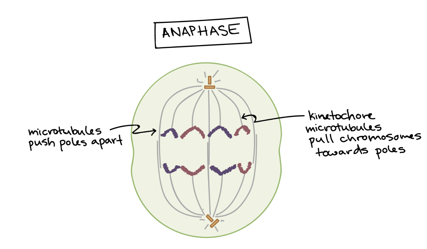 <p>Sister chromatids pulled to opposite ends</p>