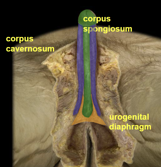 <ul><li><p><strong>Crura</strong> – proximal ends of the corpora cavernosa that anchor the penis to the pubic arch.</p></li><li><p><strong>Body (shaft)</strong> – main part of the penis.</p></li><li><p><strong>Glans penis</strong> – sensitive tip of the penis.</p></li><li><p><strong>Prepuce (foreskin)</strong> – skin covering the glans, attached by the <strong>frenulum</strong>.</p></li></ul><p></p><p><strong>Corpus cavernosum (paired)</strong></p><ul><li><p>Main erectile tissue.</p></li><li><p>Contains deep arteries.</p></li><li><p>Engorges with blood during erection.</p></li></ul><p><strong>Corpus spongiosum (single)</strong></p><ul><li><p>Surrounds the urethra.</p></li><li><p>Keeps the urethra open during erection.</p></li></ul><p></p>