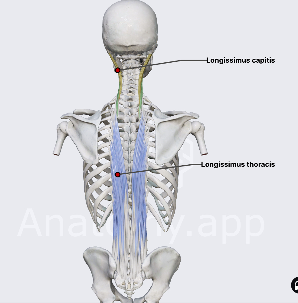 <p><span><span>Longissimus — Insertion?</span></span></p>