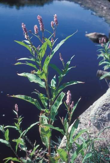 <p>Pennsylvania Smartweed; Polygonaceae family</p>