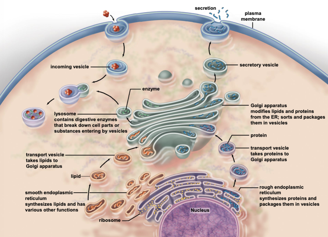 <ul><li><p>a series of membranes in which molecules are transported in the cell</p></li><li><p>consists of the nuclear envelope, endoplasmic reticulum, golgi apparatus, lysosomes, vacuoles, and vesicles.</p></li><li><p>Endoplasmic reticulum, nucleus, and golgi apparatus work together:</p><ul><li><p>nucleus produces RNA, moves it to the ER where proteins are made then moves the protein to the golgi where it is modified and used or released.</p></li></ul></li></ul><p></p>