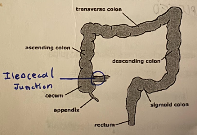 <p>CCRA</p><ol><li><p>cecum - blind pouch found at junction of ileum + colon; appendix is attached to cecum</p></li><li><p>colon - ascending, transverse, descending and sigmoid portions</p></li><li><p>rectum - final portion of GI tract</p></li><li><p>anus - terminal end of rectum; contains sphincter</p></li></ol><p></p>