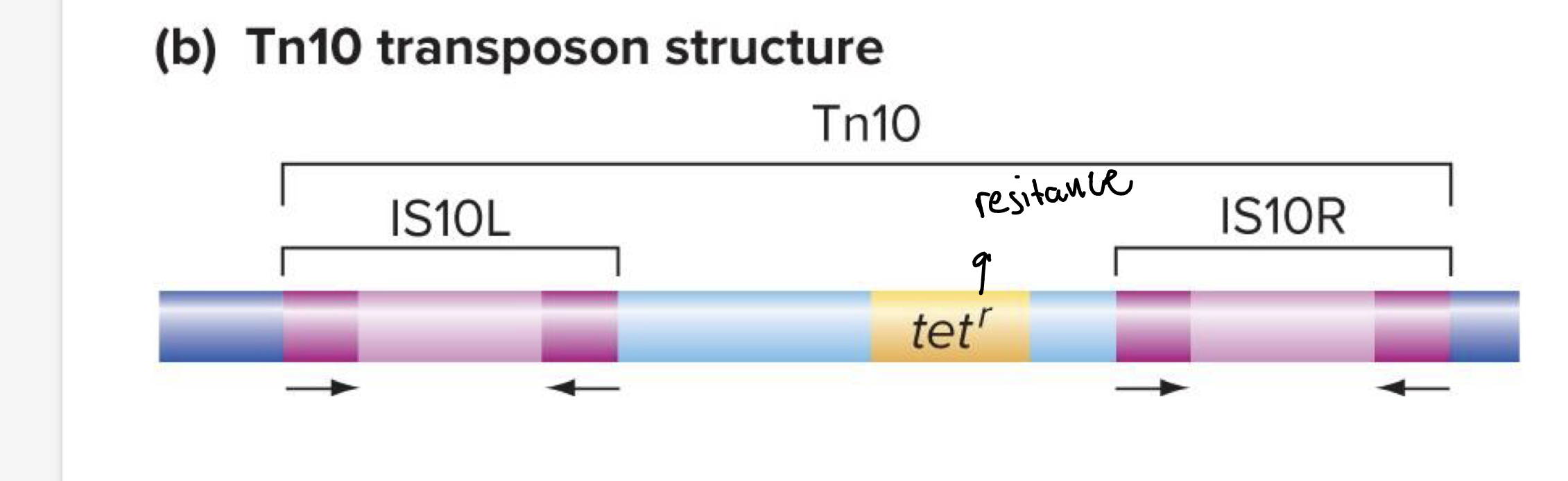 <p>composite TEs</p><ul><li><p>two nearby TEs</p></li><li><p>flank a gene for resistance to antibiotics </p></li><li><p>function to move between chromosomes and plasmids, often carrying cargo genes like antibiotic resistance or virulence factors.</p></li></ul><p></p>