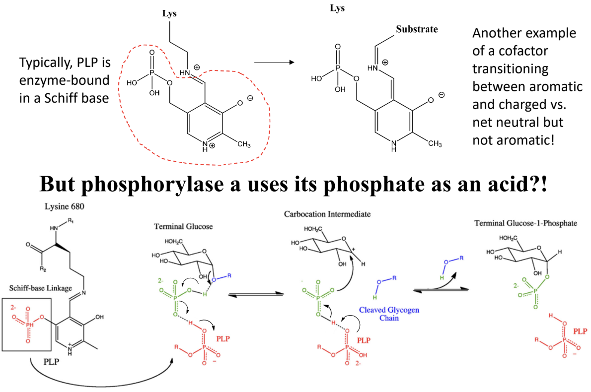<p>What cofactor is used by glycogen phosphorylase?</p>