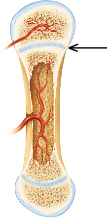 <p>The structure indicated by the arrow is composed primarily of what tissue? &nbsp; &nbsp;</p>