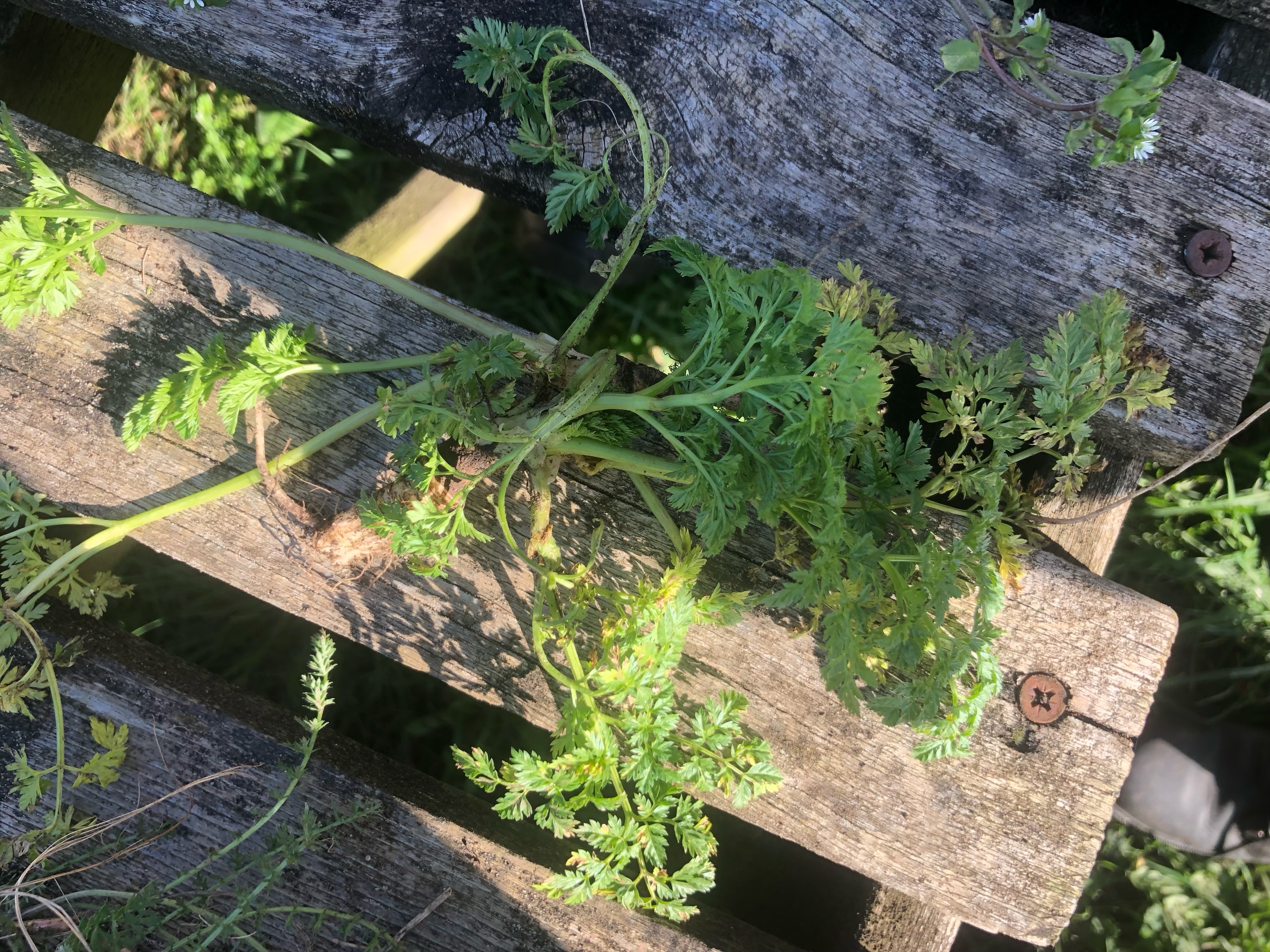 <p>Daucus carota hardiness </p>