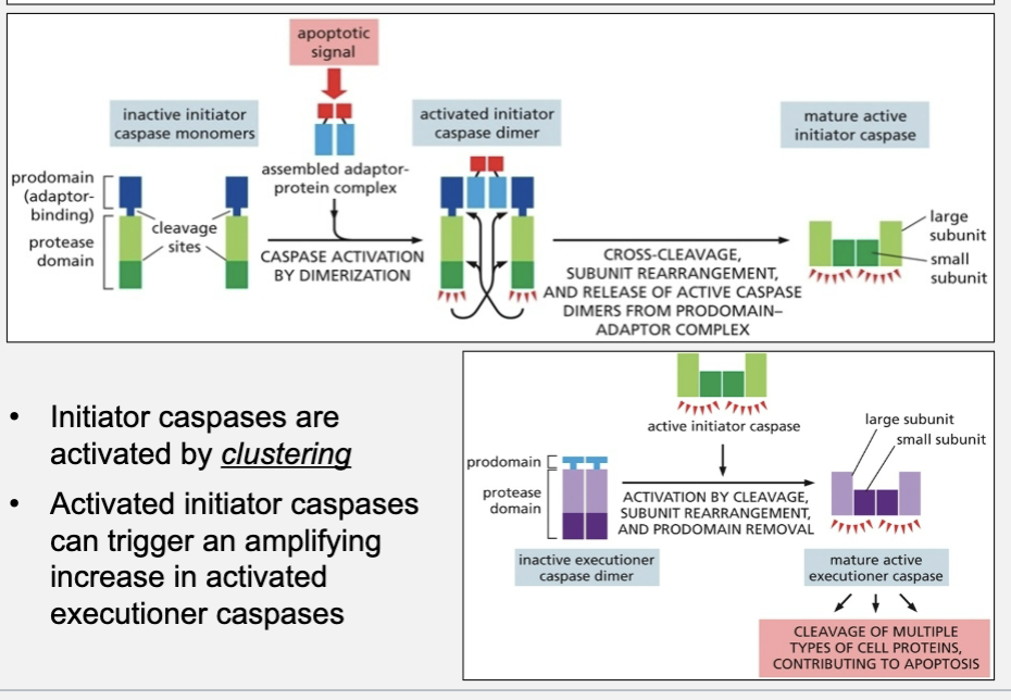 <ul><li><p>can trigger an amplifying increase in activated executioner caspases</p></li></ul><p></p>