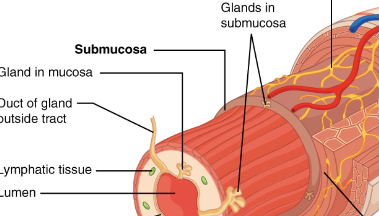 <p>the four layers from the lower esophagus to the anal canal</p>