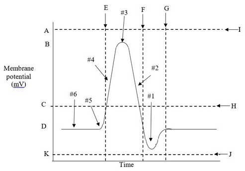 <p>#4</p>