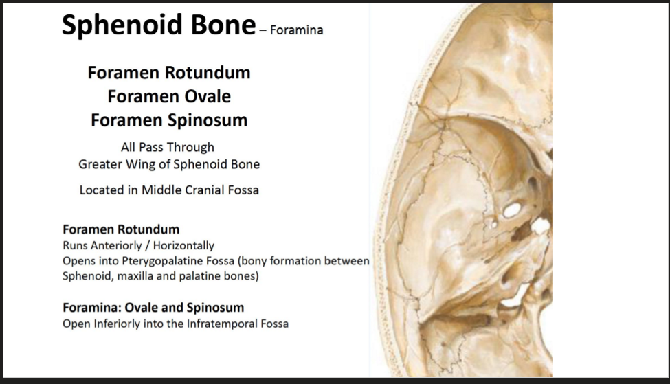 <p>Foramen Rotundum, Oval, and Spinosum</p><ul><li><p>All pass through the Greater wing of the sphenoid bone</p></li><li><p>Located in the middle Cranial Fossa</p><ul><li><p><em>Foramen Rotundum</em></p><ul><li><p>Runs anteriorly/Horizontally, opens into pteryogopalantine fossa (Bony formation between sphenoid, maxilla, and palantine bones)</p></li></ul></li><li><p><em>The foramina Ovale and Spinosum</em></p><ul><li><p>Opens inferiorly into the infratemporal fossa</p></li></ul></li></ul></li></ul><p></p>