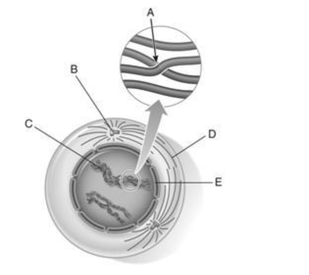 <p><span style="background-color: transparent; font-family: "Times New Roman", serif;"> tetrad</span></p>