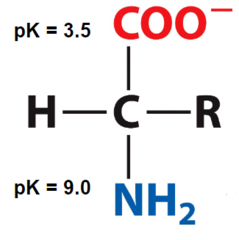 <p>Protonated/deprotonated/neutral at pH < 3.5</p>