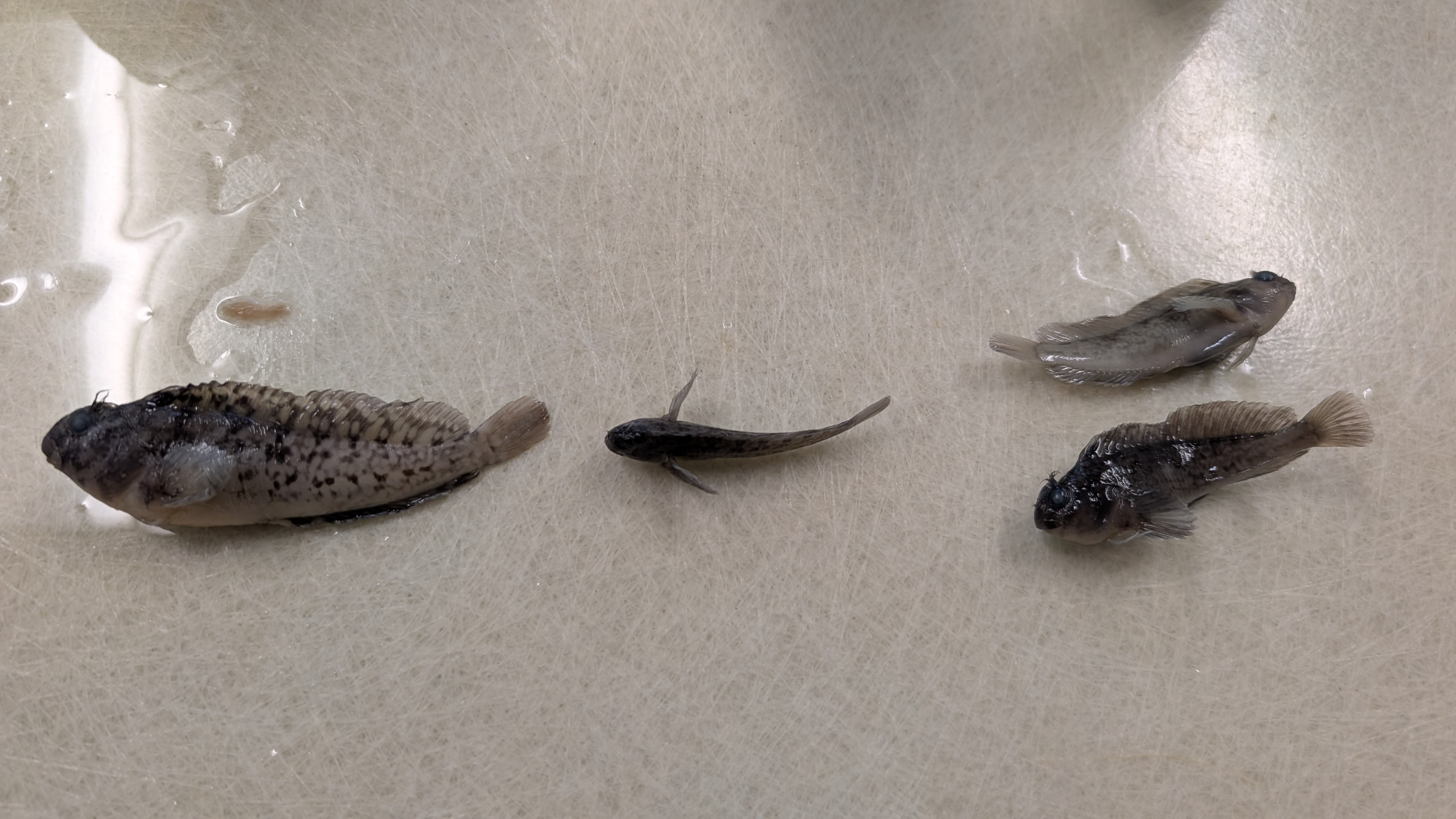 <p>Rockpool blenny</p><p class="has-focus is-empty">The cirrus on the eye is branched, dorsal fin is not continuous and gets longer in the middle of the body</p>