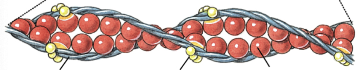 <p>Globular protein of tropomyosin that is spaced along it, what calcium binds to that. causes tropomyosin to relax, exposing bonding cite to myosin, causing contractions.</p>
