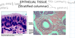 <p>What is a unique feature of stratified columnar tissues?</p>
