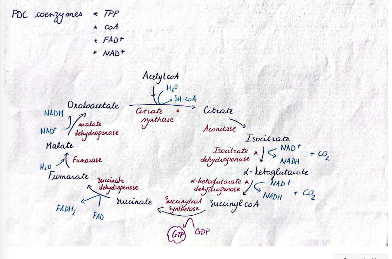 knowt flashcard image