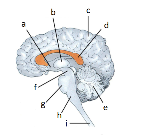 <p>B</p>