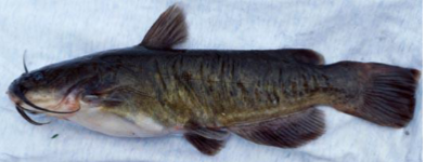 <p>What fish is this</p>