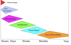 <p>What are treatments during the acute inflammation stage of tendon/ligament repair (1-2 weeks)?</p>