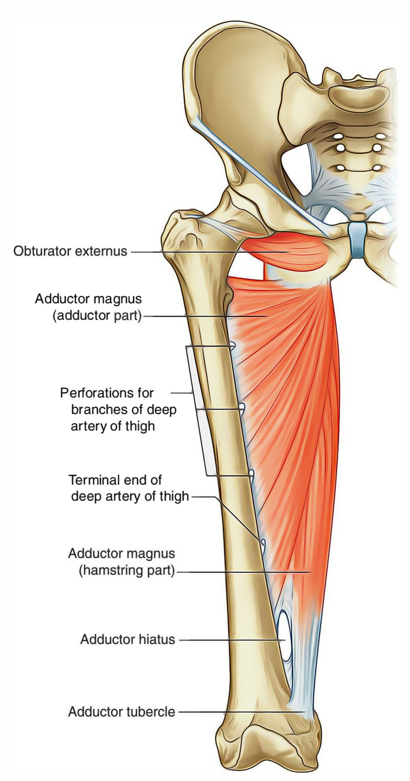 <p>adductor magnus</p>