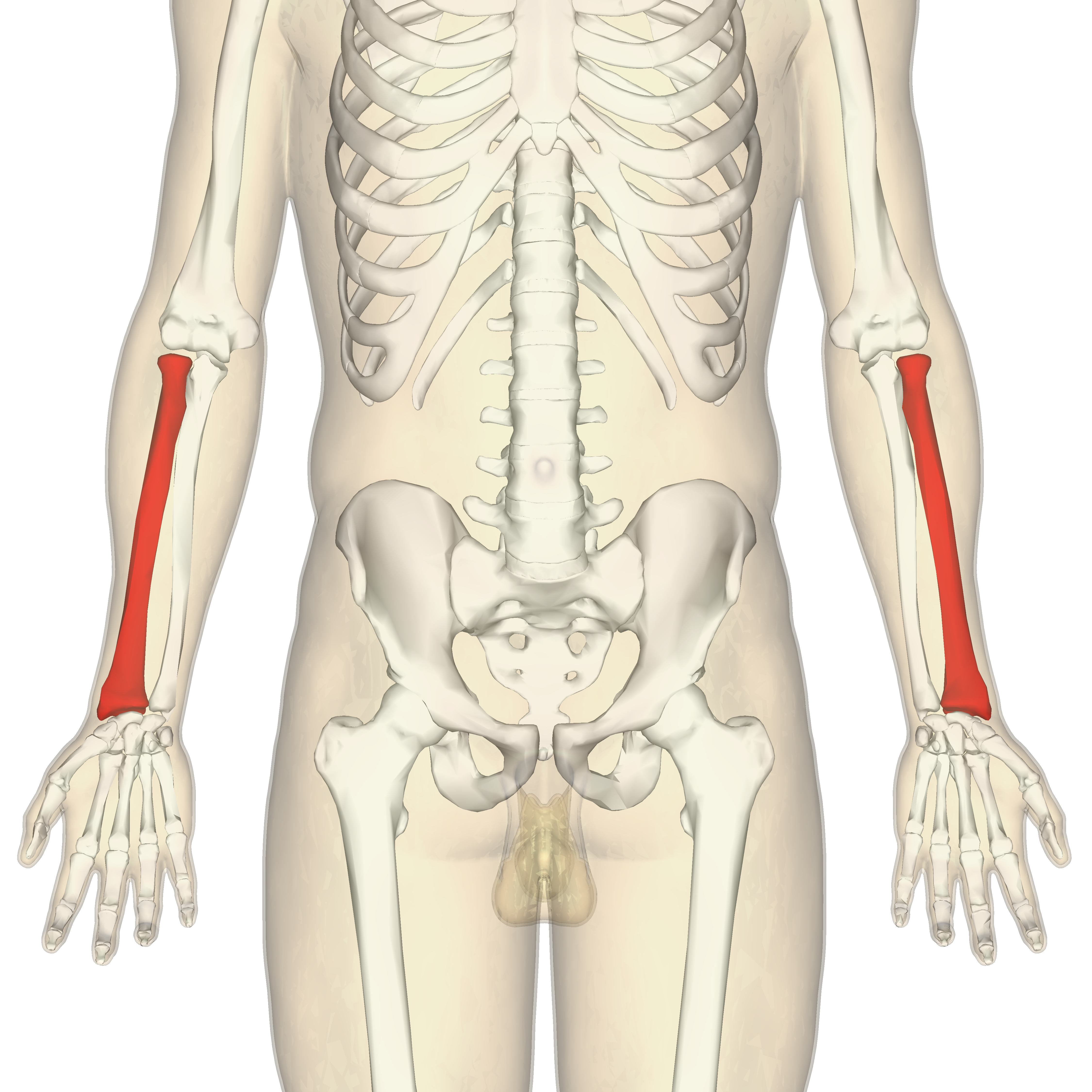 <p>The lateral bone of the forearm. ๐ VISUAL LOCATION: ๐ช The lower arm (forearm) on the side of the THUMB.</p><img src="https://upload.wikimedia.org/wikipedia/commons/thumb/f/f7/Radius.svg/500px-Radius.svg.png" data-width="50%" data-align="center" alt="Radius Location" style="display: block; width: 50%; margin-left: auto; margin-right: auto;"><p></p>