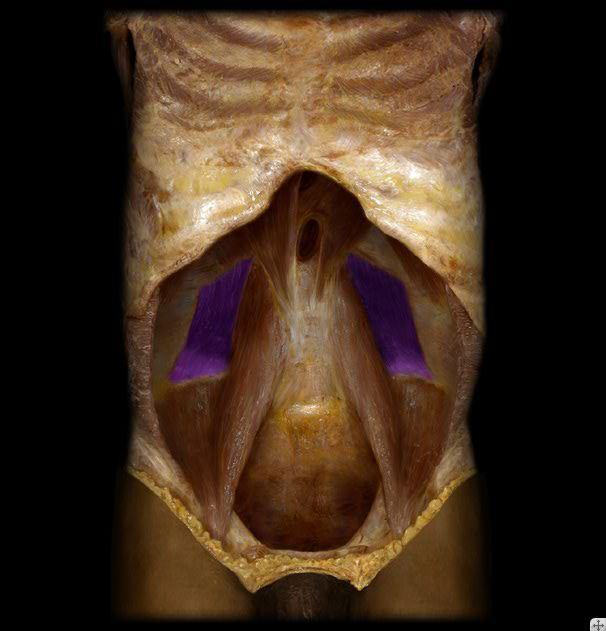 <p>IA of this muscle </p>