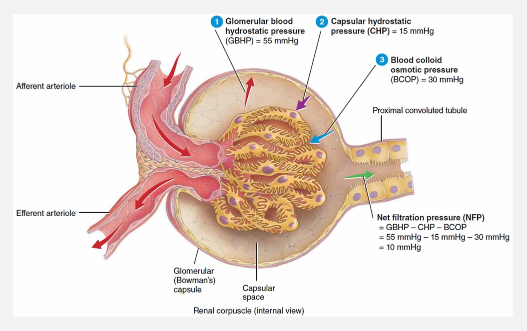 <p>Pressures associated with glomerular filtration</p>