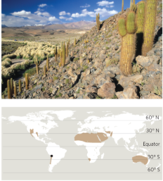 <p>Subtropical Desert</p>