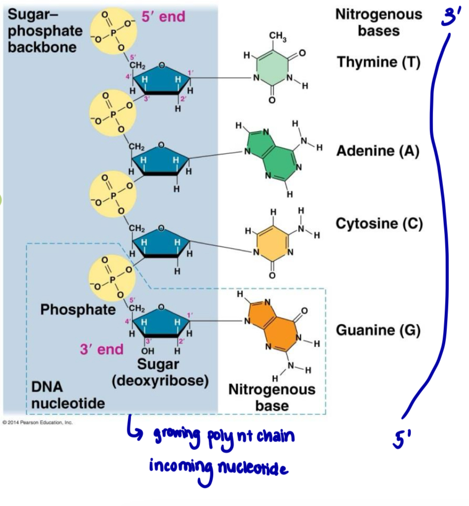 <ul><li><p>the manner in which deoxyribonucleoside triphosphate are added to the 3’ end of a growing chain has resulted in a polynucleotide molecule that has polarity or directionality </p></li><li><p>each DNA/RNA strand/chain has 2 free ends that are chemically different from each other </p><ul><li><p><strong>5’ end</strong> with a free 5’ carbon carrying a phosphate group </p></li><li><p><strong>3’ end</strong> with a free 3’ carbon carrying a hydroxyl group </p></li></ul></li><li><p>DNA or RNA base sequence is read in a <strong>5’ to 3’ direction —> directionality/polarity </strong></p></li></ul><p></p><p></p>