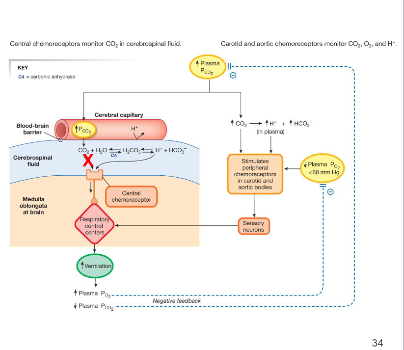 <p>Additional sensors for PCO2 and pH</p>