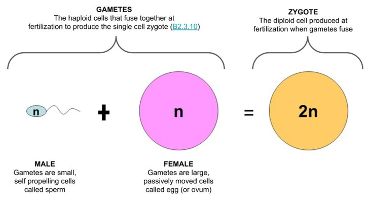 <p>Male and female haploid gametes fuse to form a diploid zygote.</p>