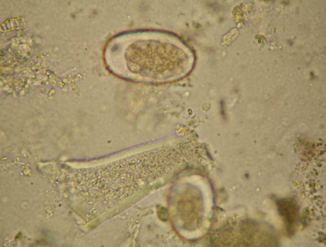 <p>What organism is this?</p>