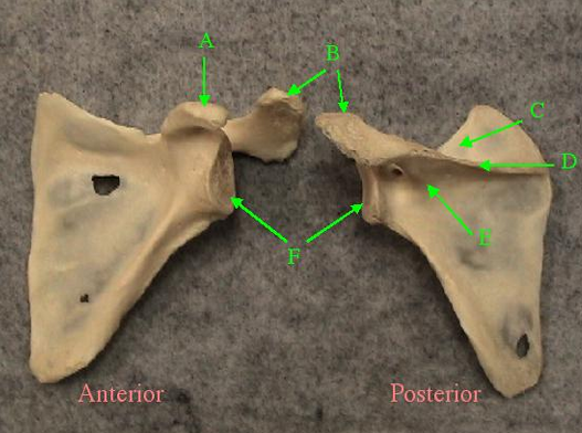 <p>Identify B and name the bone it is part of. </p>