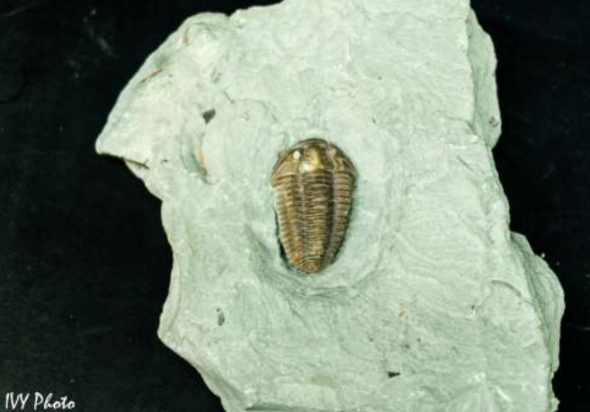 <p>identify the subphylum and name</p>