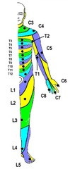 <p>An area of skin innervated by a spinal nerve root.</p>