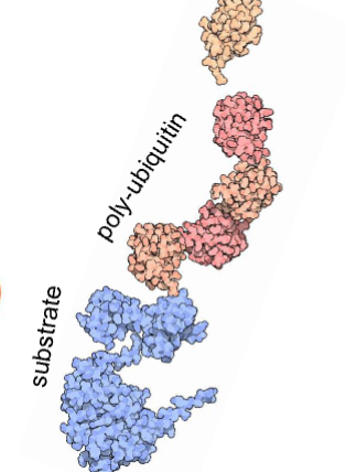<ul><li><p>multiple ubiquitin moieties can be added to form a poly-ubiquitin chain in a processive manner or via multiple substrate E3 association-dissociation cycles</p></li><li><p>there are 7 Lys (+ the amino terminal) on ubiquitin that can be used to conjugate successive ubiquitin to form a poly-ubiquitin chain</p><ul><li><p>the first ubiquitin that is attached to the substrate is now conjugated by another ubiquitin and so on (Add another ubiquitin onto the previous ubiquitin)</p></li></ul></li></ul><p></p>