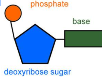 <ol><li><p>4 Nitrogenous bases- combos give u ur traits</p></li><li><p>A phosphate group that has a negative charge- make up backbone of ur DNA</p></li><li><p>A pentose (like pentagon) sugar (a cyclic <strong>5</strong>-carbon sugar)- pair with phosphate group to make backbone of DNA</p></li></ol><p></p>